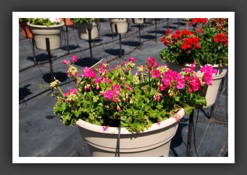 Geranium - Zonal Sunrise Dark Pink + Eye_4713