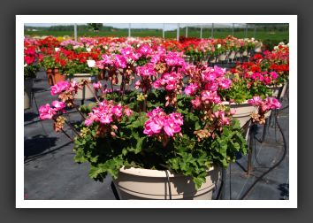 Geranium - Zonal Moonlight Lavender_4714