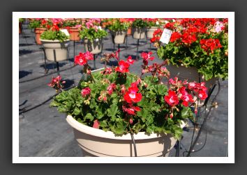 Geranium - Zonal Moonlight Strawberry Blush_4718