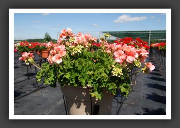 Geranium - Zonal Sunrise Light Salmon_4719