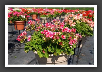 Geranium - Zonal Sunrise Strawberry Blush_4720
