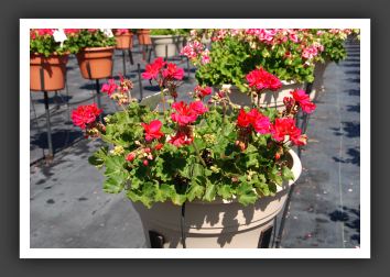 Geranium - Zonal Moonlight Dark Fuchsia_4721