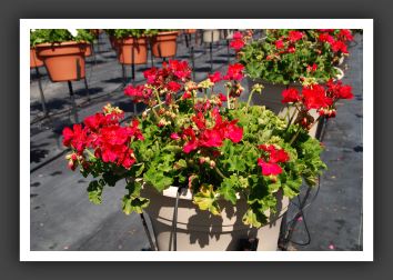 Geranium - Zonal Sunrise Fuchsia_4722