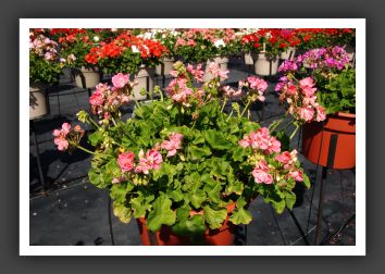 Geranium Patriot Bright Pink_4669