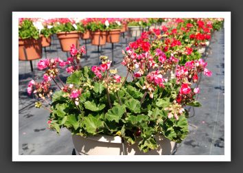 Geranium - Zonal Moonlight Raspberry Blush_4723