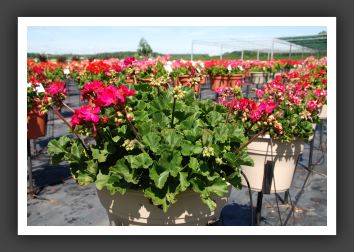 Geranium - Zonal Moonlight Violet_4724