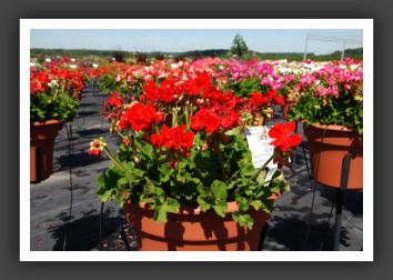 Geranium - Zonal Designer Red Imp_4727
