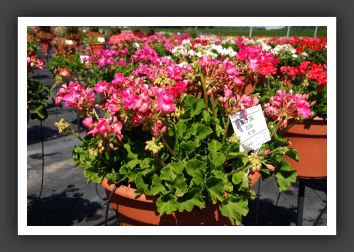 Geranium - Zonal Designer Hot Pink_4728