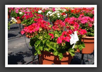 Geranium - Zonal  Allure Rose_4730