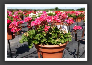 Geranium - Zonal Allure Pink Sizzle_4731