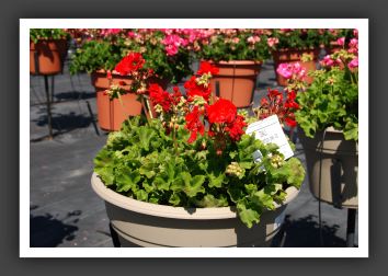 Geranium - Zonal Rocky Mountain Drak Red_4732