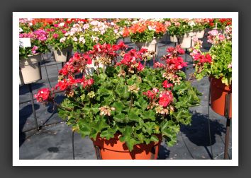 Geranium Candy Cherry_4670