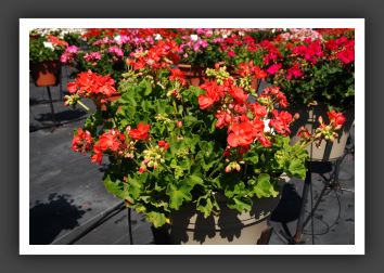 Geranium - Zonal Americana Coral_4734