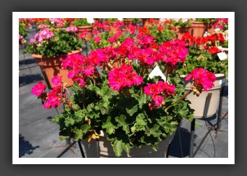 Geranium - Zonal Tango Neon Purple_4735