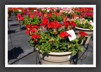Geranium - Zonal Americana Cranberry Red_4736
