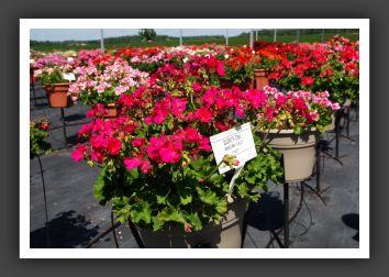 Geranium - Zonal Americana Violet_4738