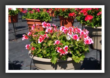 Geranium - Zonal Americana Rose Mega Splash_4739