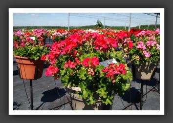 Geranium - Zonal Rocky Mountain Salmon Rose_4740