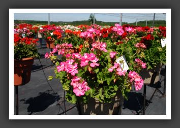 Geranium - Zonal Rocky Mountain Pink_4741