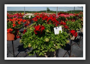 Geranium - Zonal Calliope Dark Red_4742