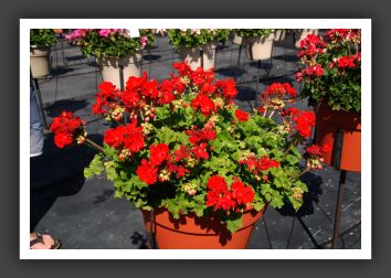 Geranium Maestro Bright Red_4671