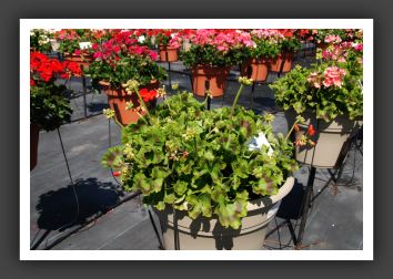 Geranium - Zonal Rocky Mountain Scarlet_4743