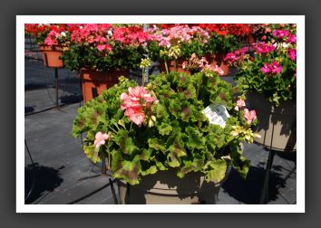 Geranium - Zonal Americana Salmon 09_4744