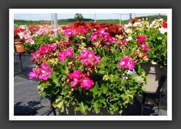 Geranium - Zonal Rocky Mountain Deep Rose 09_4745