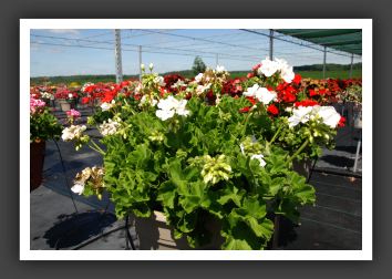 Geranium - Zonal Americana White 09_4746