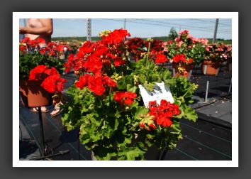Geranium - Zonal Americana Red_4747