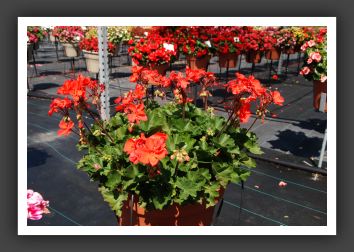 Geranium - Zonal Fantasia Coral Imp_4748