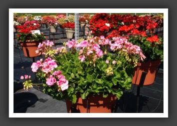 Geranium - Zonal Allure Light Pink_4749