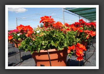 Geranium - Zonal Allure Tangarine_4753