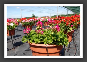Geranium - Zonal Allure Bright Lavender_4755