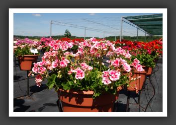 Geranium - Zonal Designer Light Pink Sizzle_4756