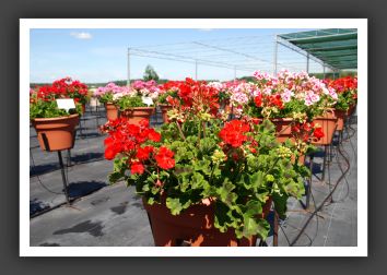 Geranium - Zonal Allure Scarlet_4757