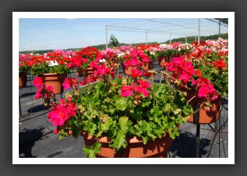Geranium - Zonal  Allure Purple Rose_4758
