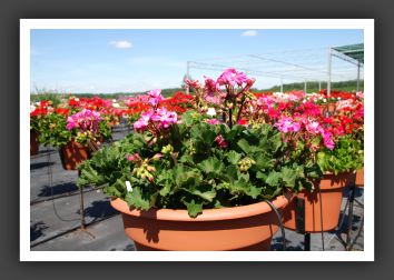 Geranium - Zonal Fantasia Shocking Pink_4759