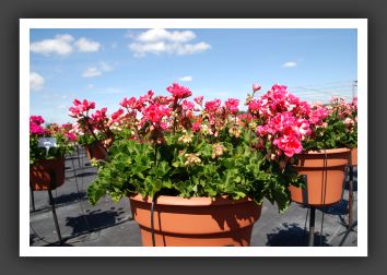 Geranium - Zonal Fantasia Strawberry Sizzle_4762