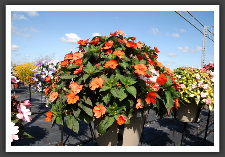 Impatiens SunPatiens Vigorous Orange_6116