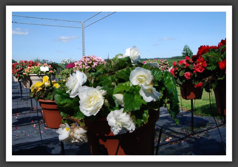 Begonia Go-Go White_6212