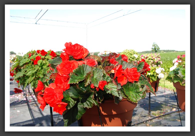 Begonia Go-Go Red_6213
