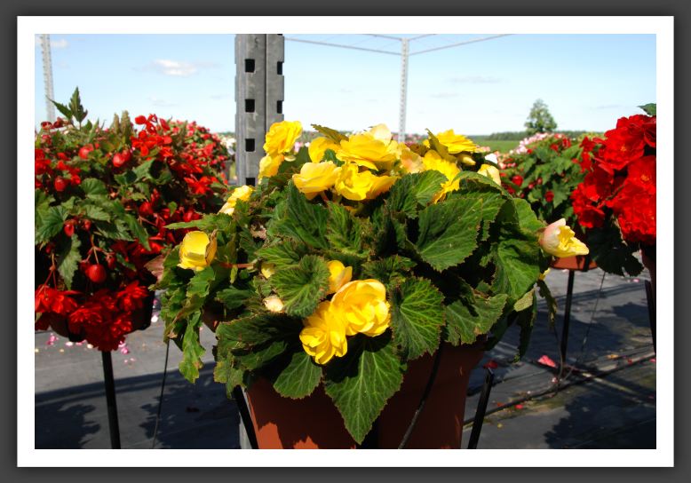 Begonia Non Stop Yellow_6215