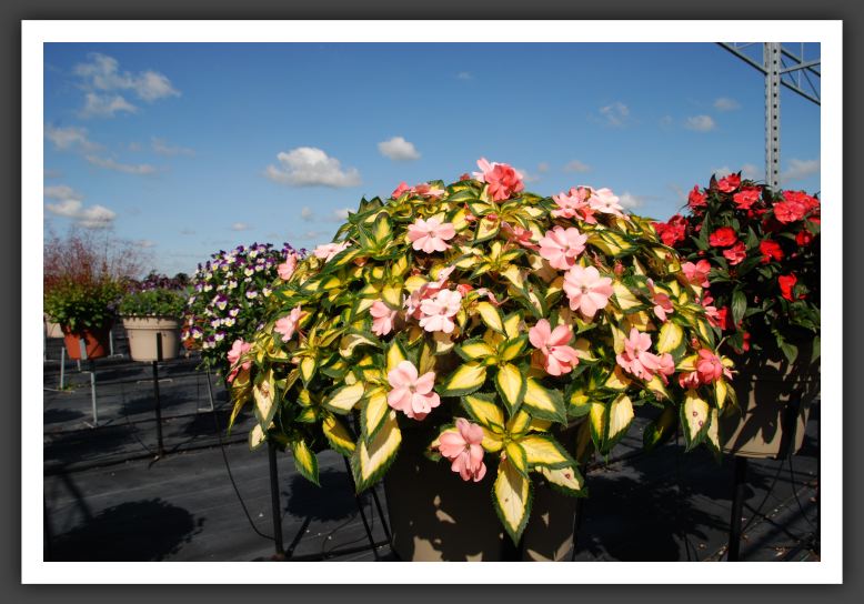 Impatiens SunPatiens Spreading Salmon_6117