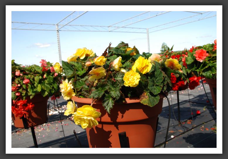 Begonia Non Stop Mocca Yellow_6217