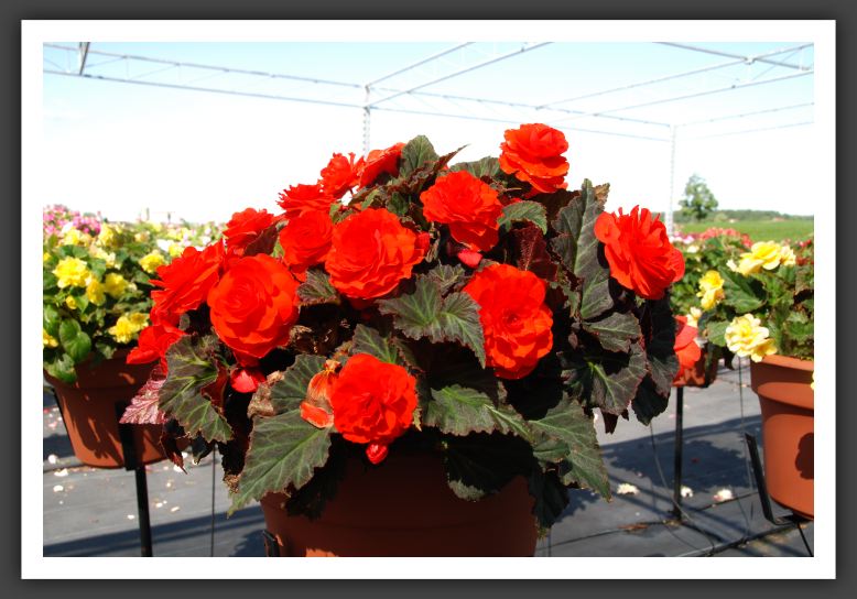 Begonia Non Stop Mocca Deep Orange_6218