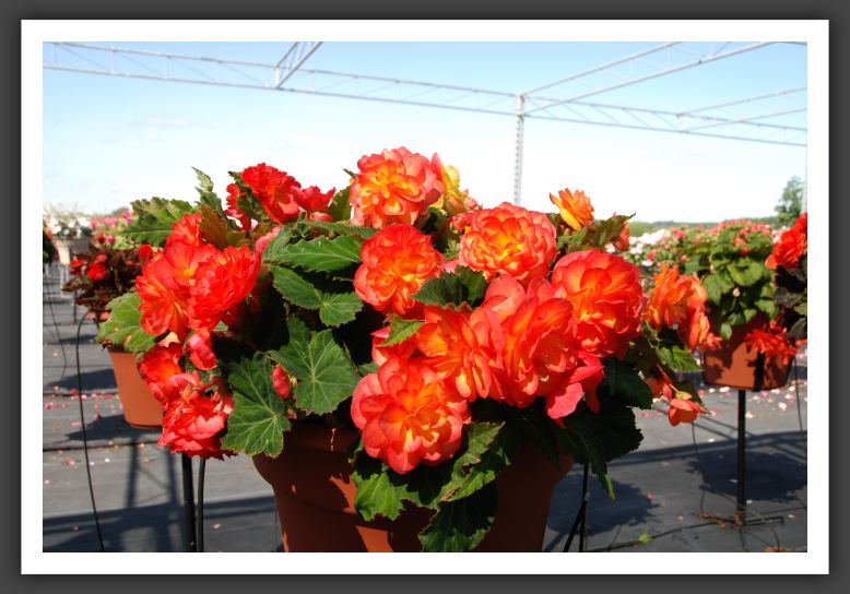 Begonia Non Stop Fire_6219