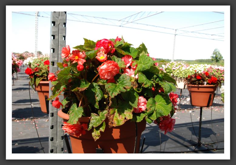 Begonia Non Stop Rose Petticoat_6221