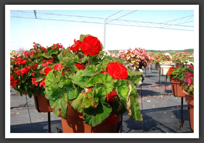 Begonia Non Stop Deep Red_6224