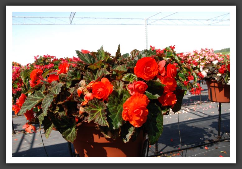 Begonia Non Stop Mocca Orange_6225